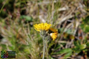 hieracium angustifolium (1200 x 800).jpg_product